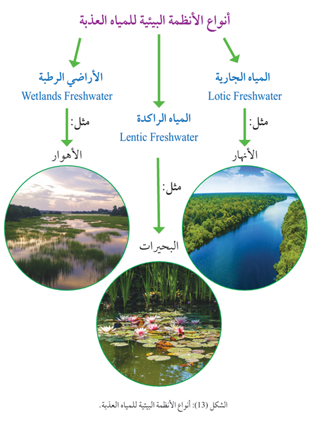 أنواع الأنظمة البيئية للمياه العذبة